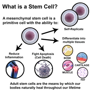 stem cell img
